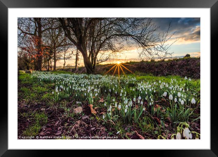 Early Spring Snowdrops Of Kirby Le Soken Framed Mounted Print by matthew  mallett