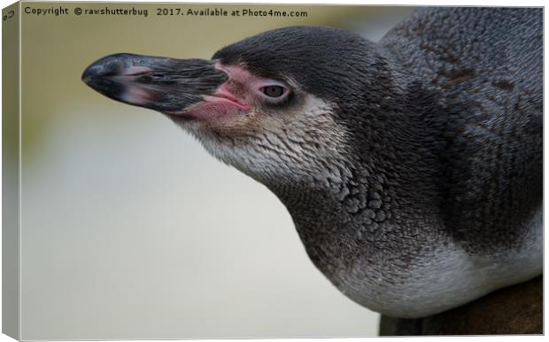 Humboldt Penguin Canvas Print by rawshutterbug 