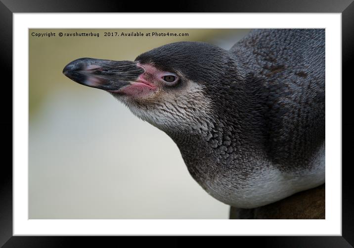 Humboldt Penguin Framed Mounted Print by rawshutterbug 