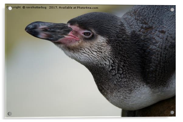 Humboldt Penguin Acrylic by rawshutterbug 