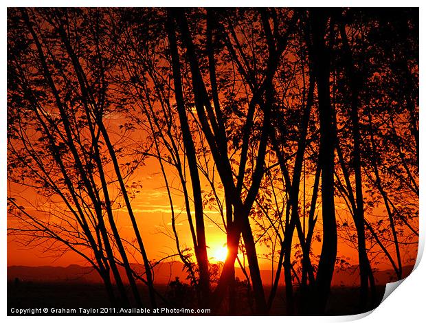 Sunrise Through The Trees Print by Graham Taylor