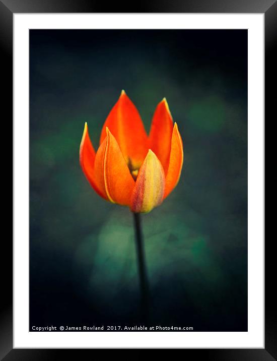 Licks of Flame Framed Mounted Print by James Rowland