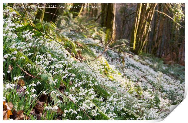 Snowdrop Valley, Exmoor Print by Carolyn Eaton