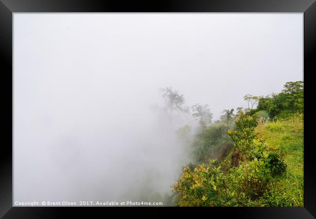 rainforest fog Framed Print by Brent Olson