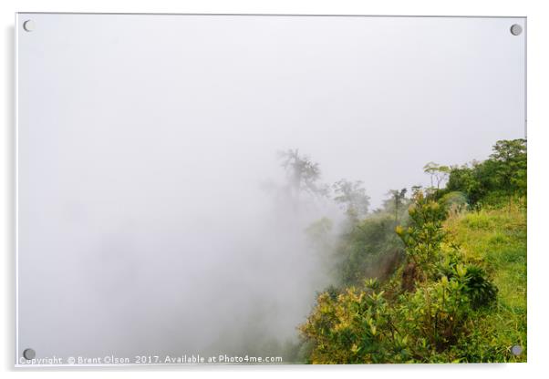 rainforest fog Acrylic by Brent Olson