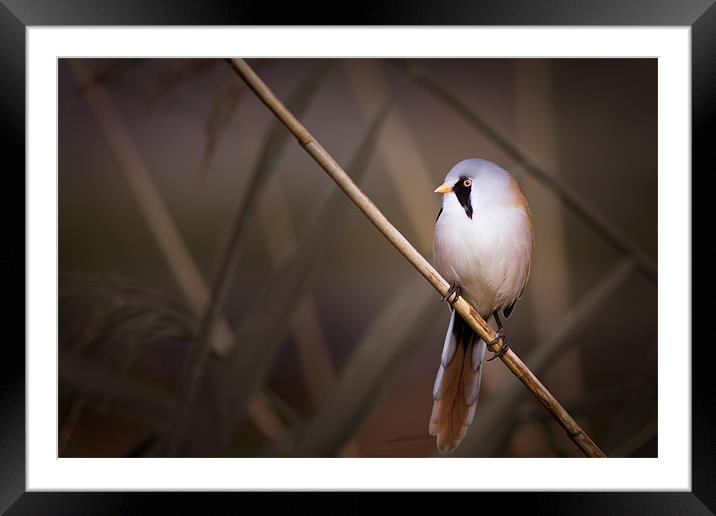 Into The Light - Bearded Tit Framed Mounted Print by Simon Wrigglesworth