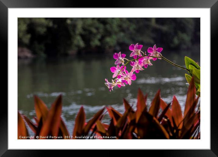 Orchid on the riverside Framed Mounted Print by David Portwain