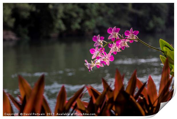 Orchid on the riverside Print by David Portwain