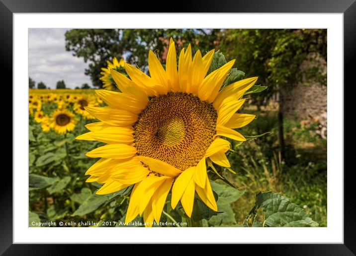 Sunflower Framed Mounted Print by colin chalkley