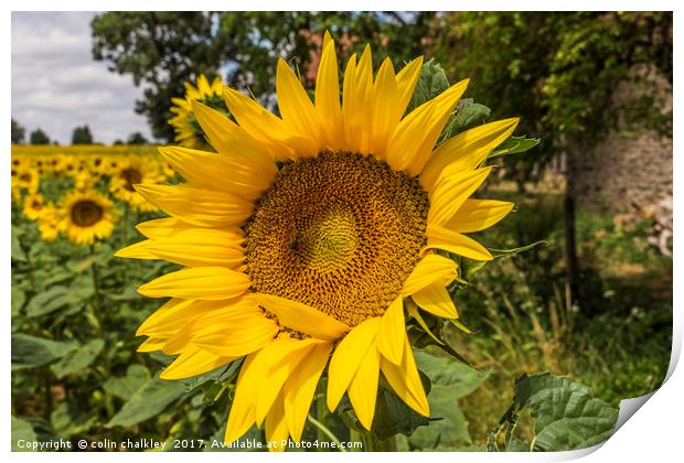 Sunflower Print by colin chalkley