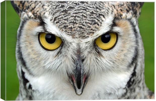 Canadian Great Horned - Face Canvas Print by Donna Collett