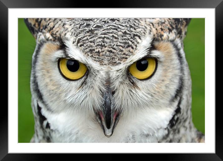 Canadian Great Horned - Face Framed Mounted Print by Donna Collett