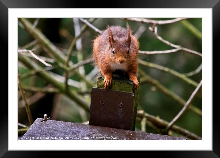 Red Squirrel Framed Mounted Print by David Portwain