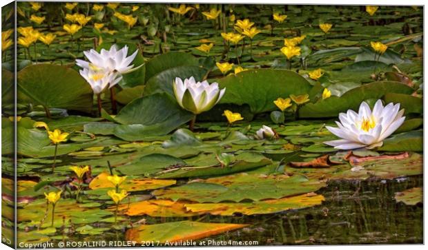 "AT THE WATERLILY POND" Canvas Print by ROS RIDLEY