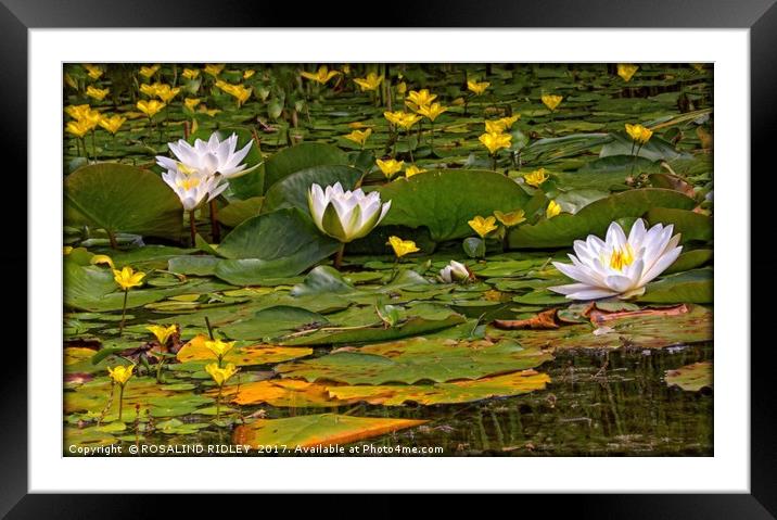 "AT THE WATERLILY POND" Framed Mounted Print by ROS RIDLEY