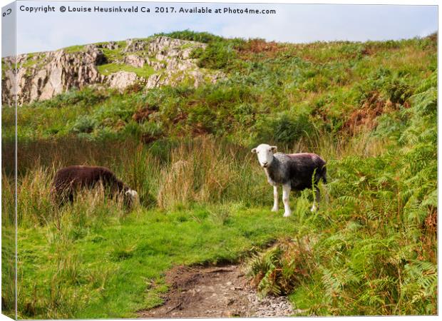 Herdwick sheep grazing in Wasdale, Lake District Canvas Print by Louise Heusinkveld