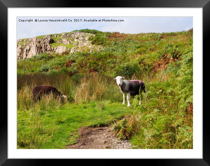 Herdwick sheep grazing in Wasdale, Lake District Framed Mounted Print by Louise Heusinkveld