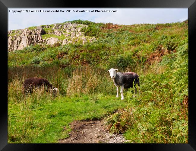 Herdwick sheep grazing in Wasdale, Lake District Framed Print by Louise Heusinkveld