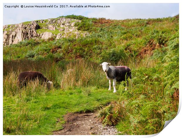 Herdwick sheep grazing in Wasdale, Lake District Print by Louise Heusinkveld