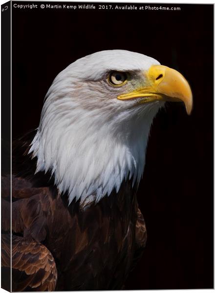 Bald Eagle 1  Canvas Print by Martin Kemp Wildlife