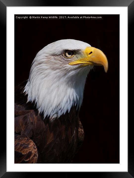 Bald Eagle 1  Framed Mounted Print by Martin Kemp Wildlife