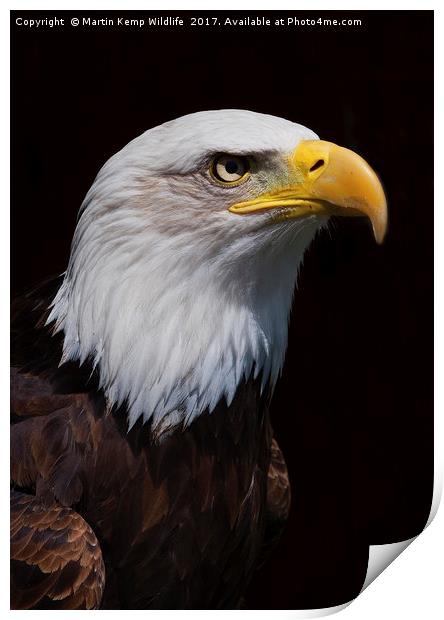 Bald Eagle 1  Print by Martin Kemp Wildlife