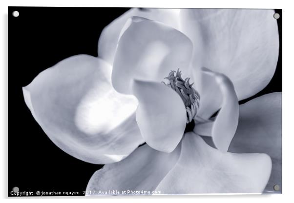 Magnolia Acrylic by jonathan nguyen