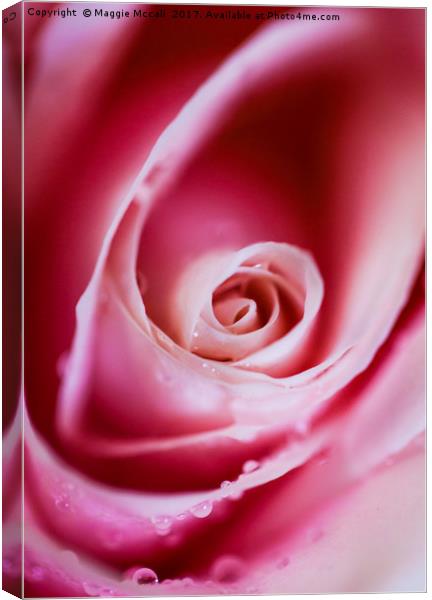 Dreamy Pink Rose Petals Canvas Print by Maggie McCall