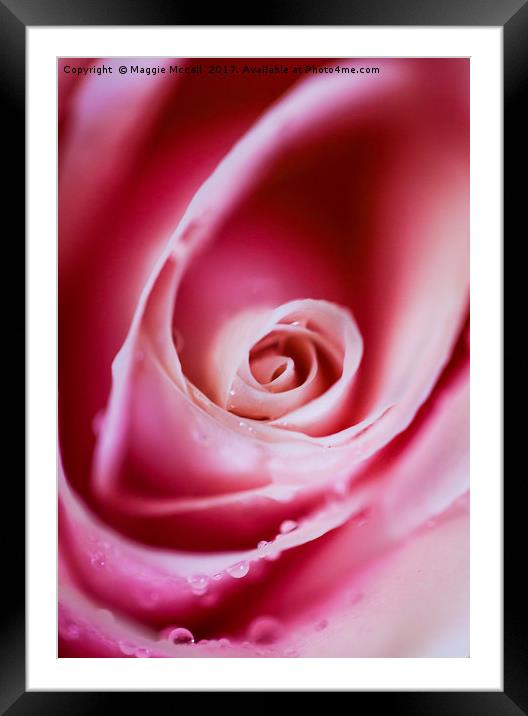 Dreamy Pink Rose Petals Framed Mounted Print by Maggie McCall