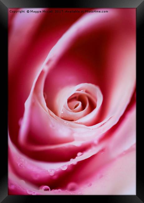 Dreamy Pink Rose Petals Framed Print by Maggie McCall
