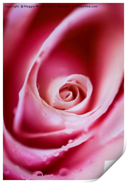 Dreamy Pink Rose Petals Print by Maggie McCall