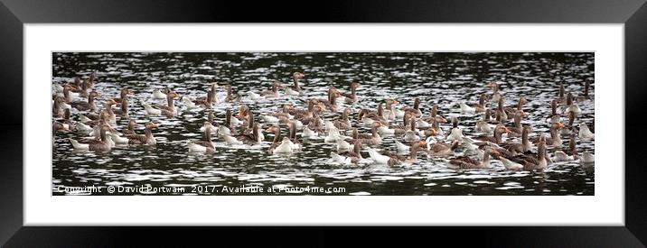 Greylag geese Framed Mounted Print by David Portwain