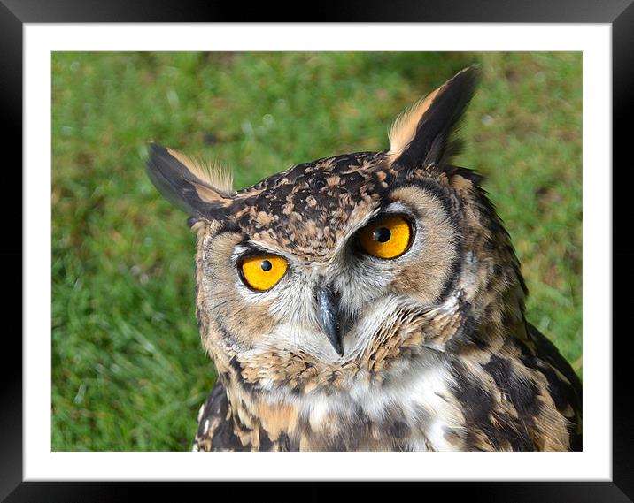 Makinders Eagle Owl Framed Mounted Print by Donna Collett
