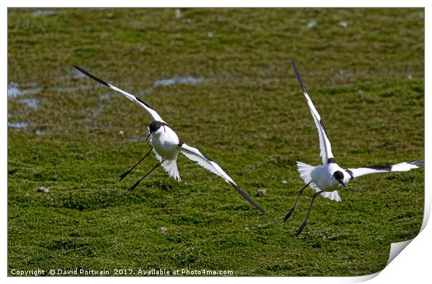 Avocets Print by David Portwain