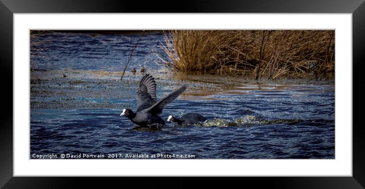 Coot Framed Mounted Print by David Portwain