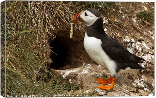 Puffin returning to nest site Canvas Print by David Portwain