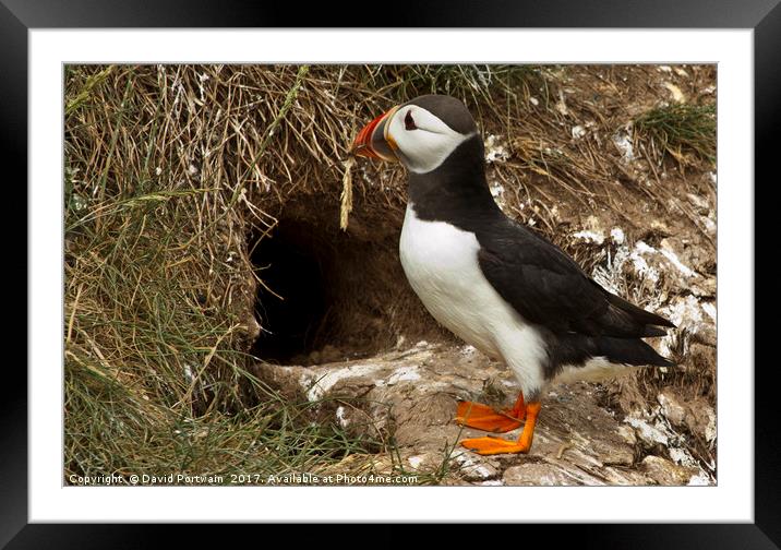 Puffin returning to nest site Framed Mounted Print by David Portwain
