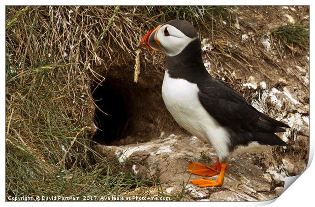 Puffin returning to nest site Print by David Portwain