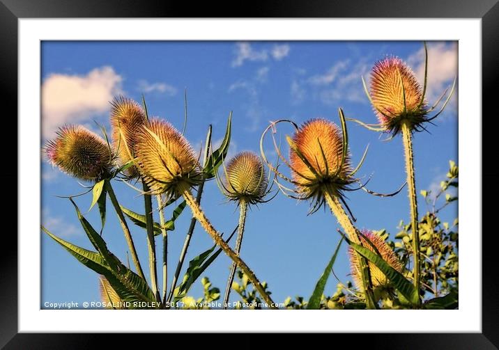 "EVENING SUNLIGHT ON THE TEASELS" Framed Mounted Print by ROS RIDLEY