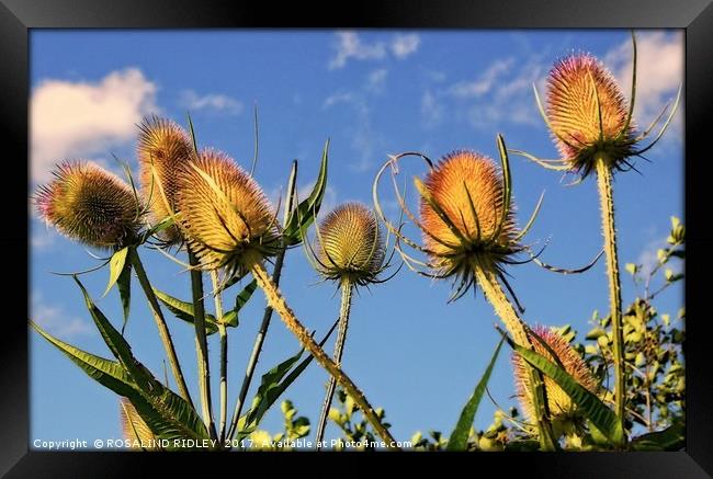 "EVENING SUNLIGHT ON THE TEASELS" Framed Print by ROS RIDLEY
