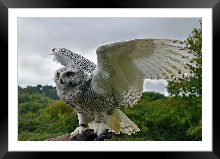 4mth old Snowy Owl - wing display Framed Mounted Print by Donna Collett