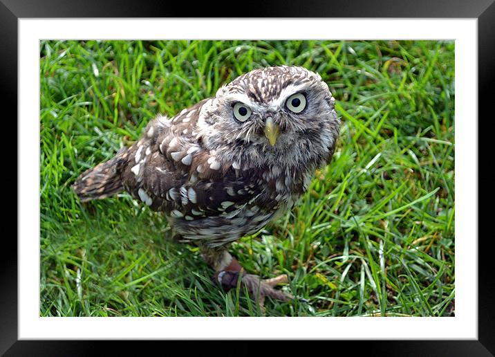 Little owl Framed Mounted Print by Donna Collett