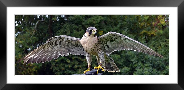 Peregrine/Lanner Falcon - display Framed Mounted Print by Donna Collett