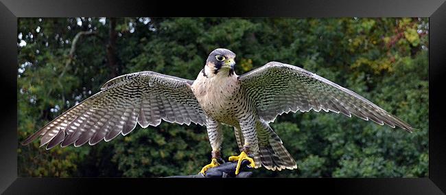 Peregrine/Lanner Falcon - display Framed Print by Donna Collett