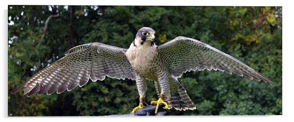 Peregrine/Lanner Falcon - display Acrylic by Donna Collett