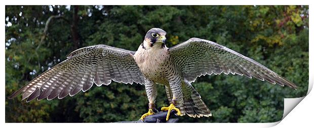 Peregrine/Lanner Falcon - display Print by Donna Collett