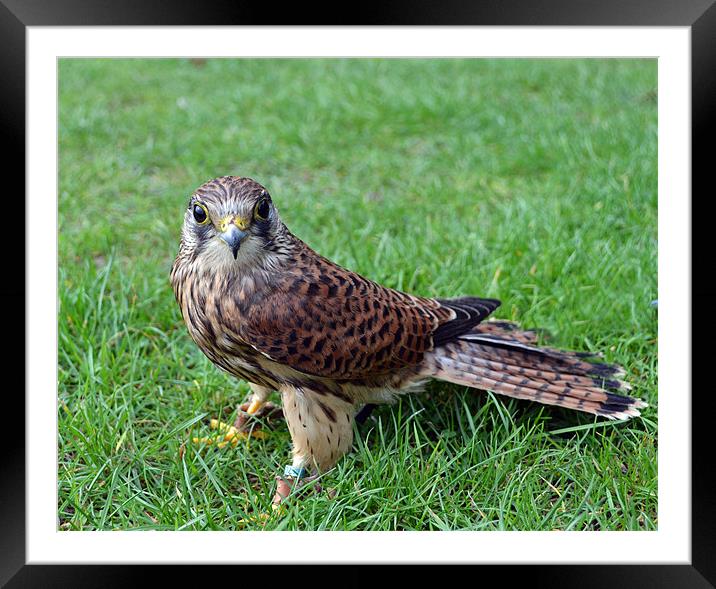 Kestrel Framed Mounted Print by Donna Collett