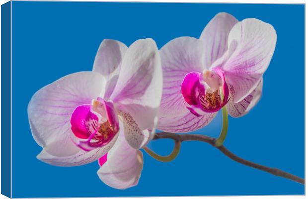 Orchid Canvas Print by Svetlana Korneliuk