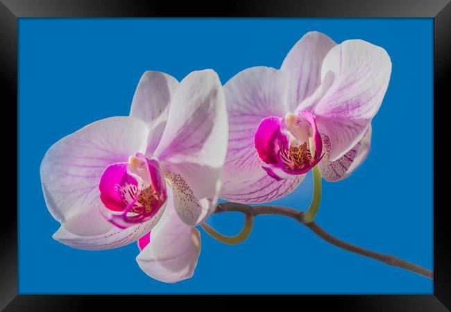 Orchid Framed Print by Svetlana Korneliuk