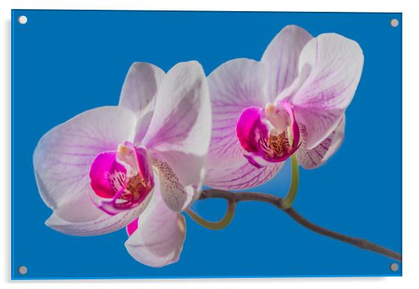 Orchid Acrylic by Svetlana Korneliuk